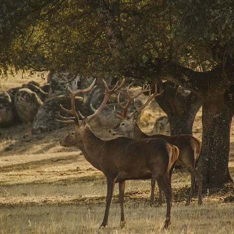Deer in Villardeciervos Deer in Villardeciervos